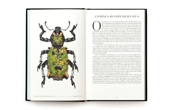 Wunderwelt der Insekten