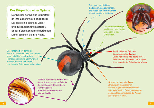 Spinnen WAS IST WAS Erstes Lesen Band 24