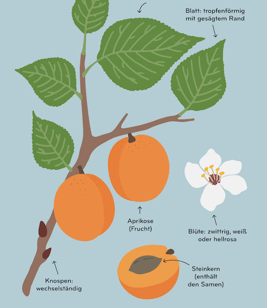 Arborama